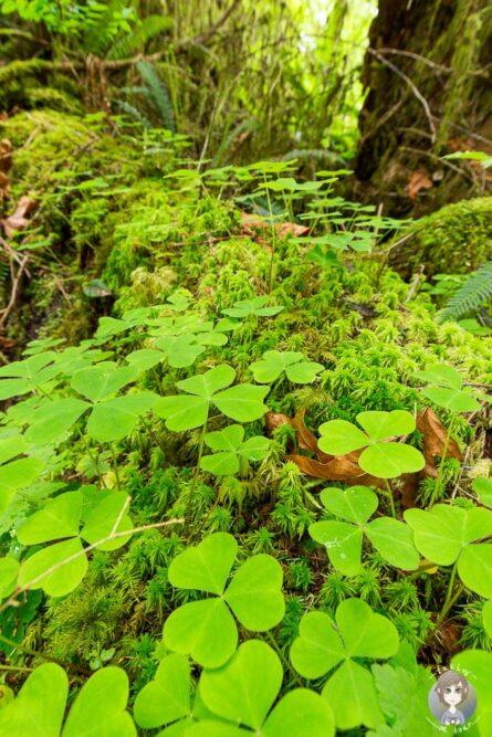 Klee am Rain Forest Nature Trail