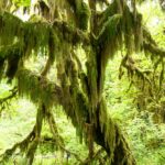 Baum am Maple Grove im Hoh Forest