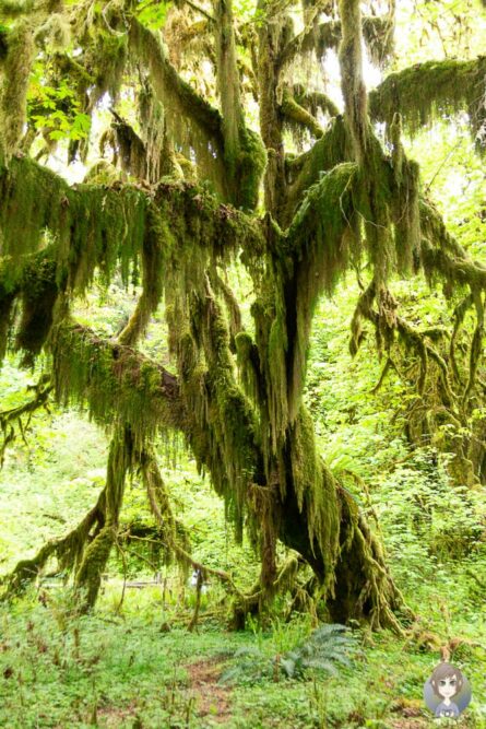 Baum am Maple Grove im Hoh Forest