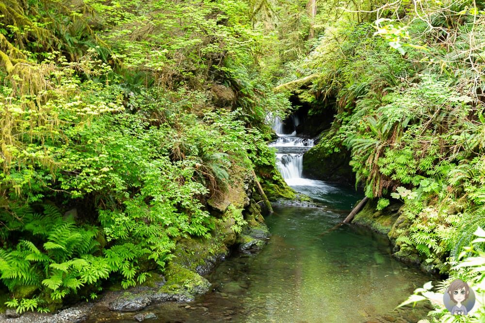 Rain Forest Nature Trail im Olympic National Forest