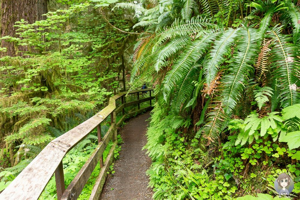 Der Weg vom Rain Forest Nature Trail