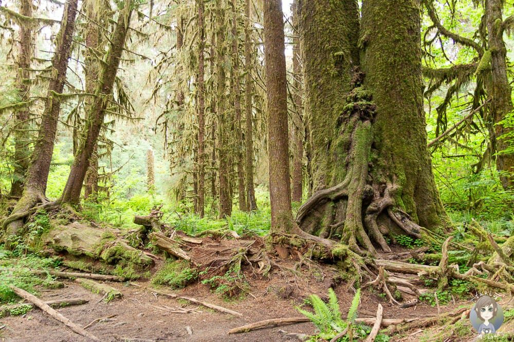 Tolle Bäume am Trail im Hoh Forest