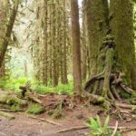 Tolle Bäume am Trail im Hoh Forest