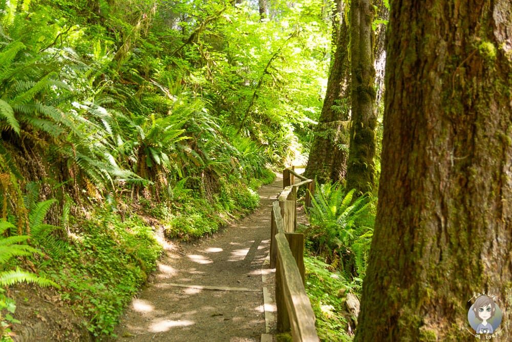 Hall of the Mosses Trail im Hoh Forest im Olympic National Park