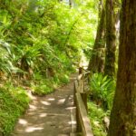 Hall of the Mosses Trail im Hoh Forest im Olympic National Park