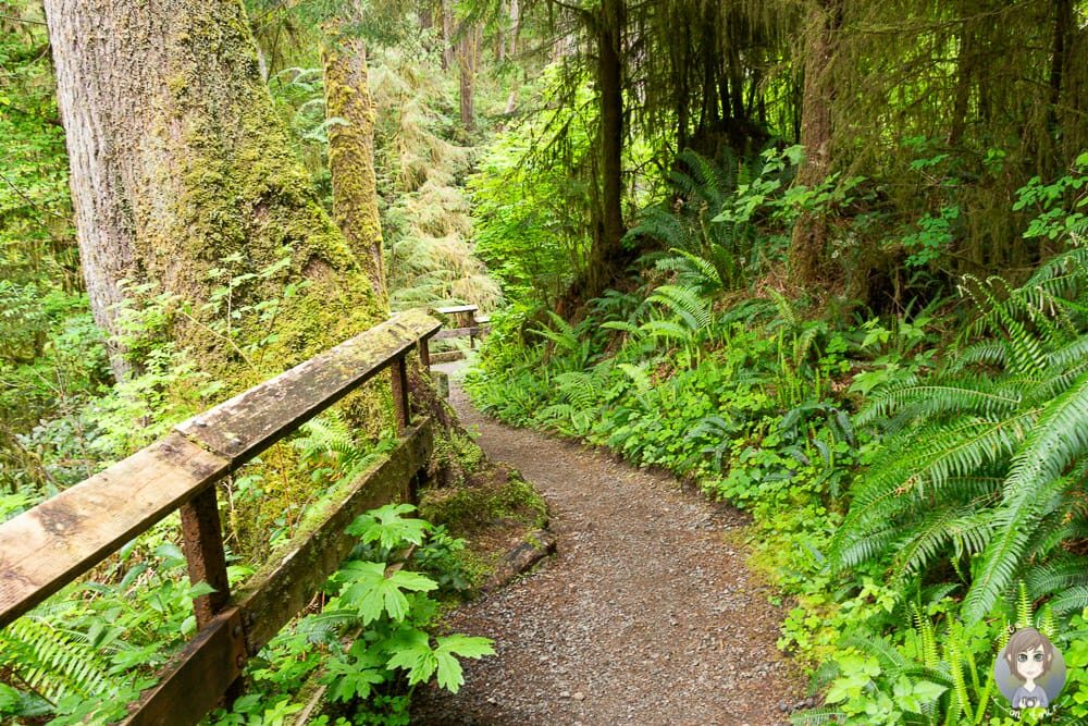 Spaziergang auf dem Rain Forest Nature Trail