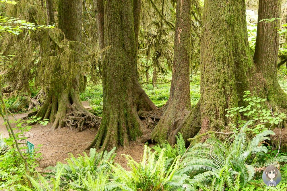 Wanderung durch den Olympic National Park