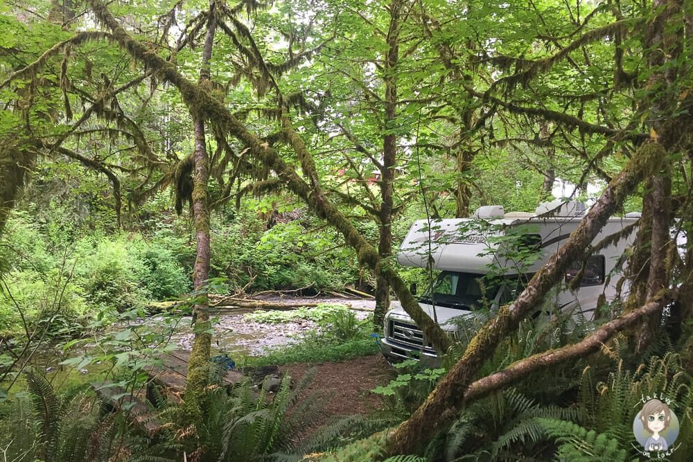 Camping im Olympic National Forest