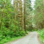 Die Zufahrt zum Cottonwood Campground