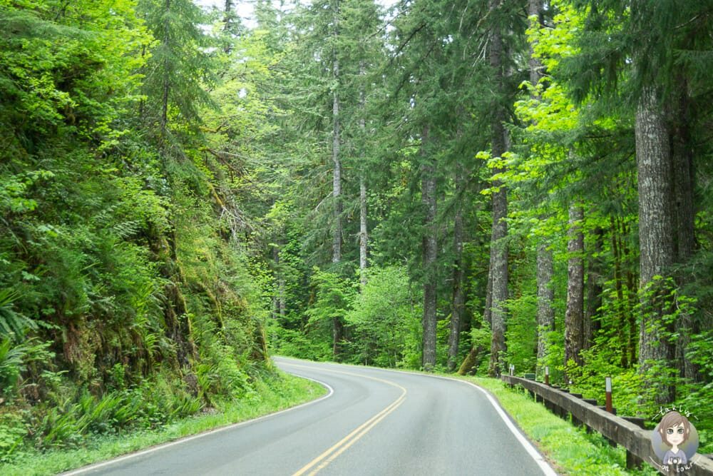 Bäume entlang der Sol Duc Road
