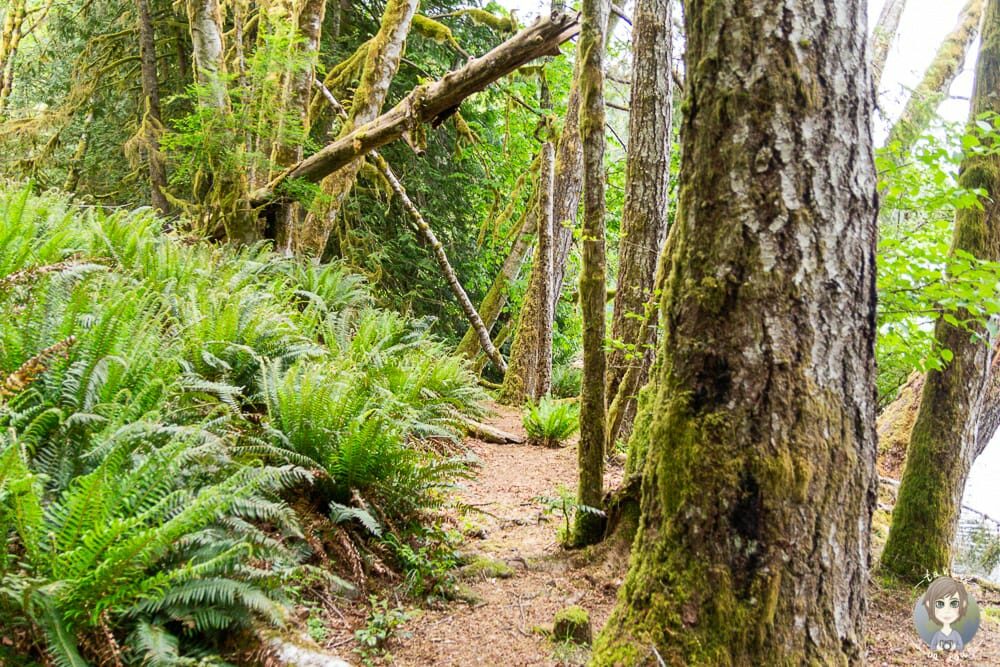 Spaziergang auf dem Fairholme Campground Trail