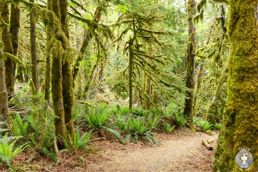 Toller Wald auf dem Fairholme Campground