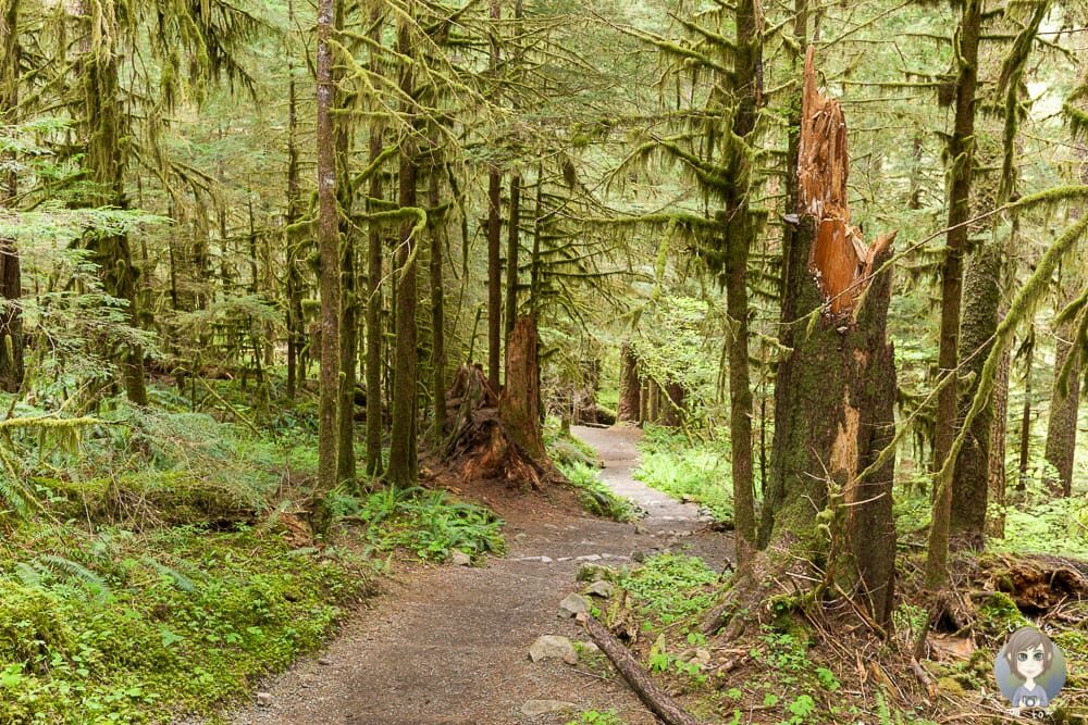 Wanderung Soleduck Trail im Plympic NP