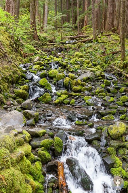Ein Bachlauf auf dem Sol Duc Falls Trail im Olympic Nationalpark