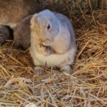 Hase auf dem Bauernhof von Wiesenbett