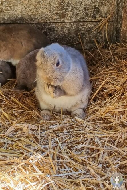 Hase auf dem Bauernhof von Wiesenbett
