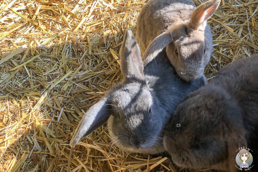 Hasen auf dem Bauernhof von Wiesenbett