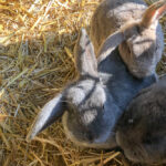 Hasen auf dem Bauernhof von Wiesenbett