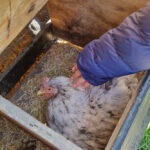 Hühner streicheln auf dem Bauernhof von Wiesenbett