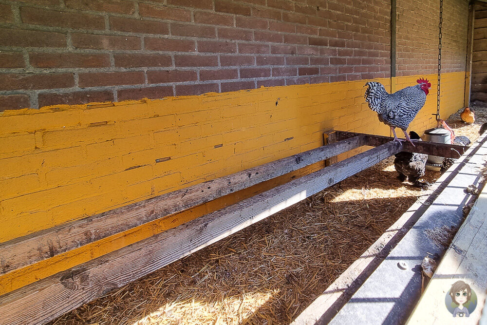 Huhn auf dem Bauernhof von Wiesenbett