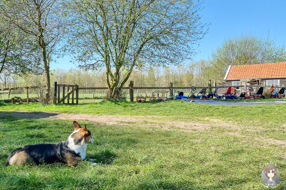 Ein Hund am Trampolin mit Kettcars auf dem Bauernhof