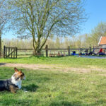 Ein Hund am Trampolin mit Kettcars auf dem Bauernhof