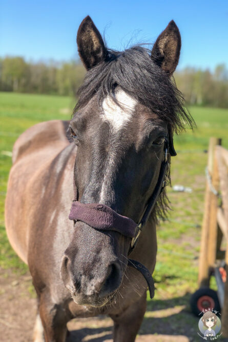 Pferd auf dem Bauernhof von Wiesenbett