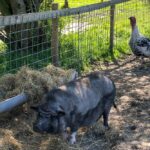 Tiere auf dem Bauernhof von Wiesenbett