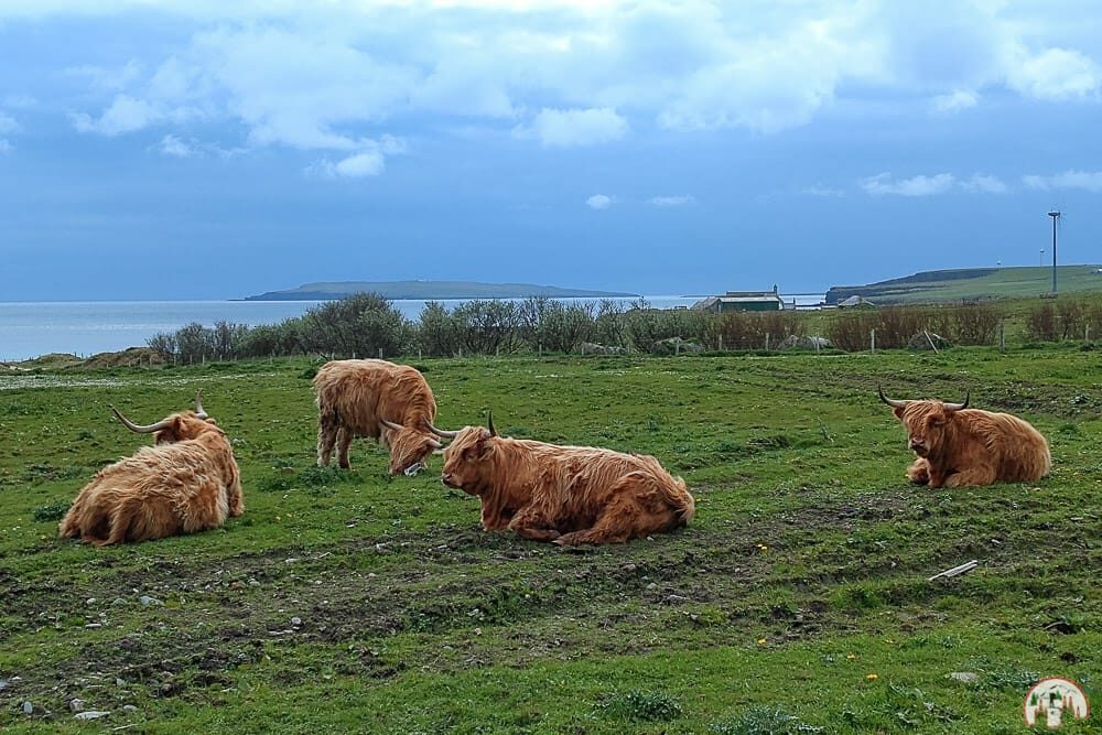 Highlandrinder auf den Orkney Inseln auf einem Schottland Roadtrip