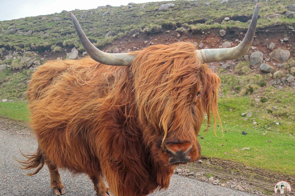 Ein Schottisches Hochlandrind auf der Schottland Rundreise