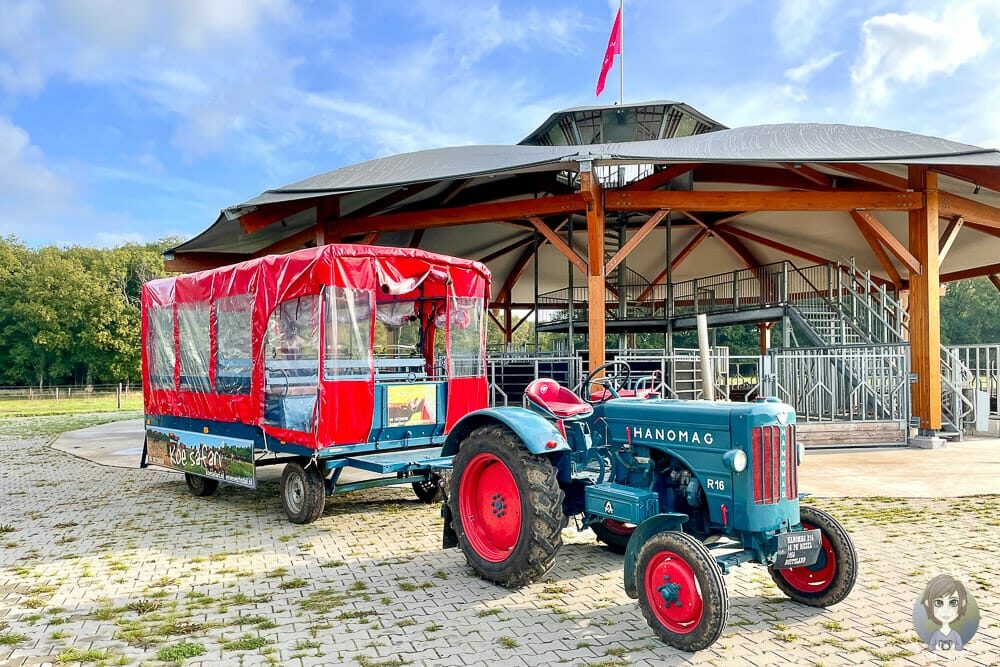 Der Hanomag Traktor mit Planwagen für die Kuhsafari im Erve Vechtdal