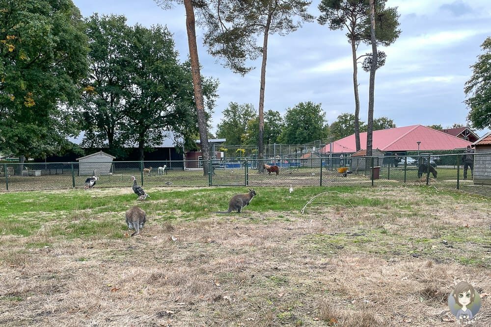 Tiere auf dem Camping De Kleine Wolf