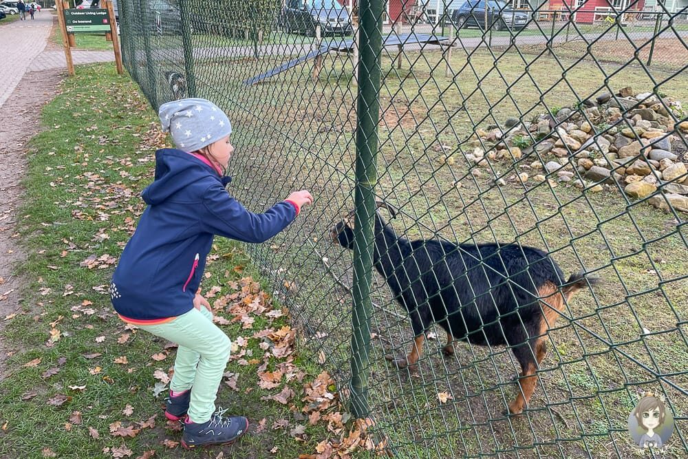 Tiere auf dem Camping Der Kleine Wolf