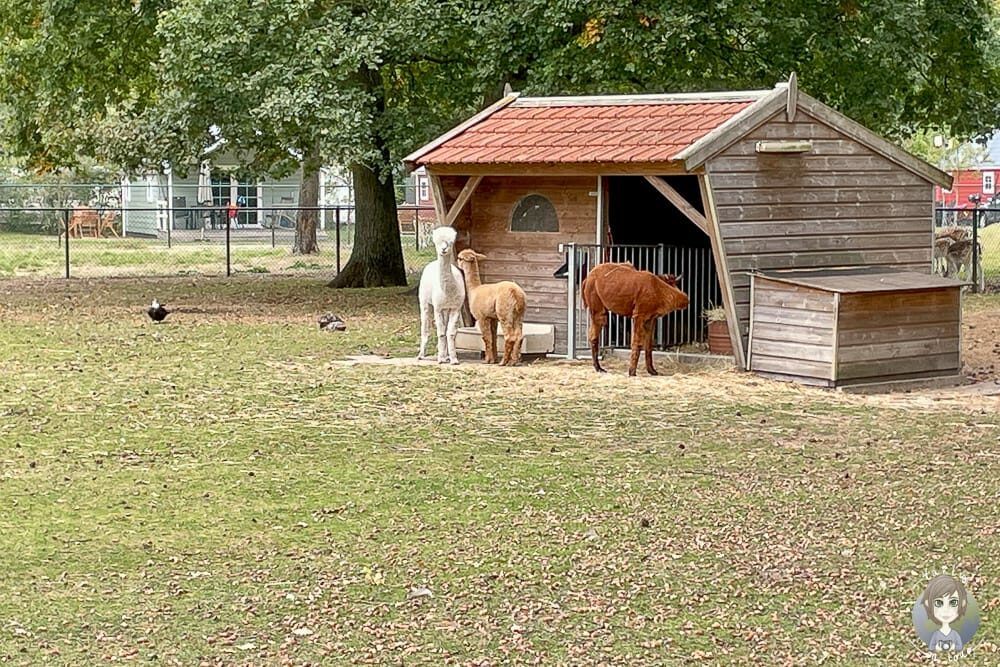 Tiere auf dem Camping Kleiner Wolf