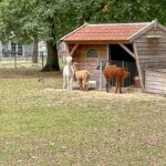 Tiere auf dem Camping Kleiner Wolf
