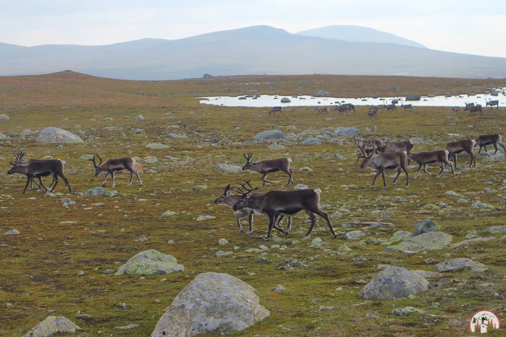 Rentiere im Jotunheimen Nationalpark auf einer Norwegen Rundreise