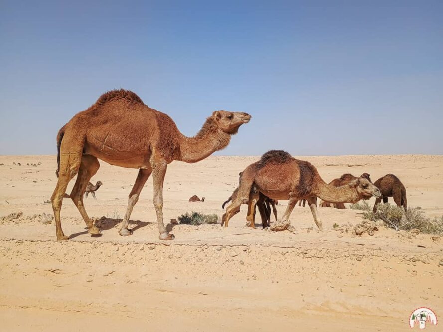 Dromedare am Chott el Djerid in Tunesien